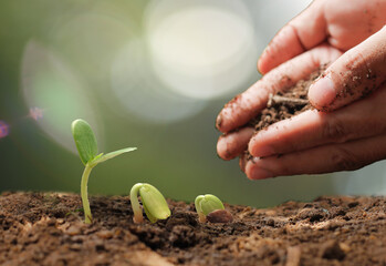 Agriculture. Growing plants. Plant seedling
