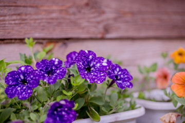 Petunia with many flowers grows in container in small garden on the balcony.purple flowers in wooden crate on eco pavement in summer city garden. Colourful petunia flower in box.