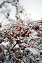 Barberry twigs or branches frozen with high ice cover.