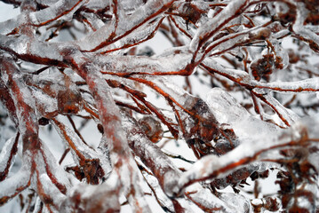 Barberry twigs or branches frozen with high ice cover.