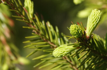 Coniferous branch