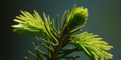 Coniferous branch