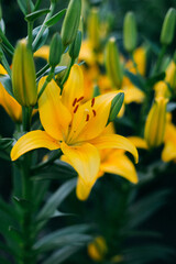 beautiful yellow lily with green leaves