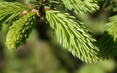 Coniferous branch