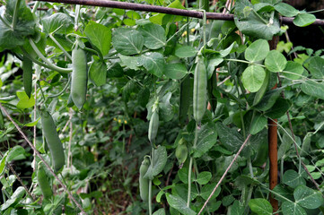 Alderman Tall Telephone Pea ripening on the dew covered vines
