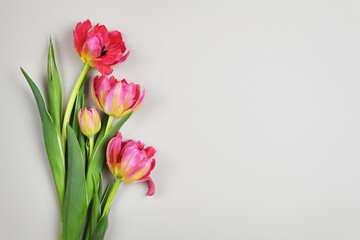Coral tulip flowers on gray background