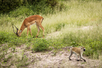 Naklejka na ściany i meble Monkey together with impala during safari in National Park of Tarangire, Tanzania.
