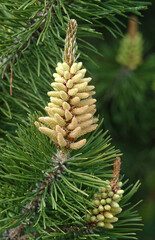 Conifers with cones in the form of a flower