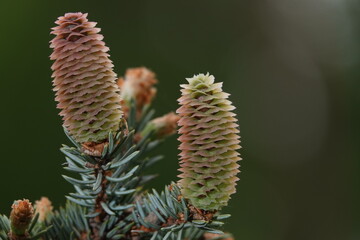 Conifers with cones in the form of a flower