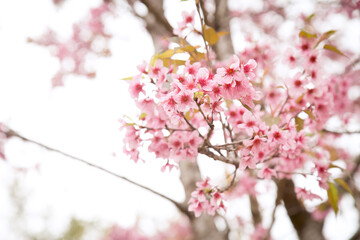 Beautiful cherry blossom or sakura in spring time over  sky