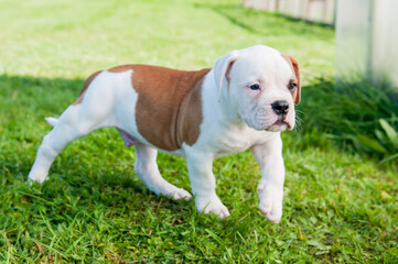 American Bulldog puppy on nature in the yard