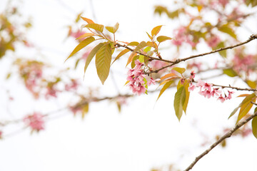 Beautiful cherry blossom or sakura in spring time over  sky