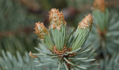 Conifers with cones in the form of a flower