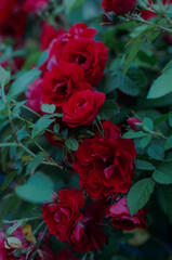 Obraz premium red roses with green leaves