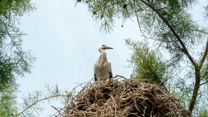 White stork in the nest high up in a treetop