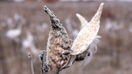 A plant similar to a snake's mouth, lets out seeds