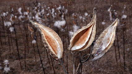 A plant similar to a snake's mouth, lets out seeds