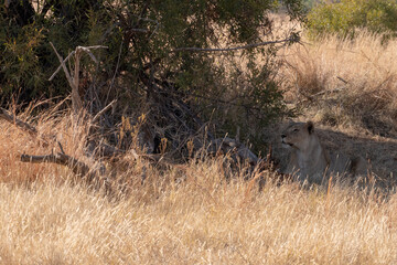 A lioness stalking her prey.
