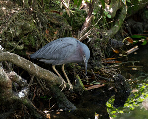 Little Blue Heron bird Stock Photos.   Little Blue Heron bird close-up profile view perched