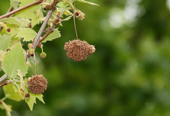 Seeds on tree branches