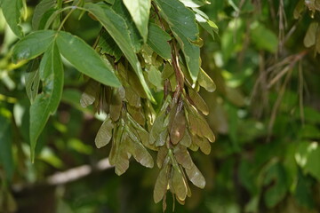 Helicopter seeds on tree branches