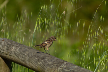 Common sparrow
