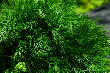 fresh green dill background. fresh green dill texture. top view