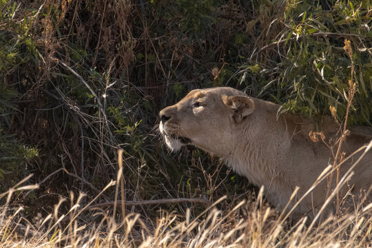 A Lioness Stalking Her Prey.