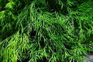 fresh green dill background. fresh green dill texture. top view