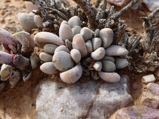 Greyish Pebble-Like Drought-Stressed Karoo Succulent Plant
