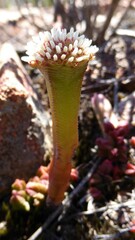 Closeup  of  Tiny White Flowers on a Miniature Watch-Chain Crassula Plant in Nature