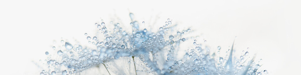 Fototapeta Beautiful dew drops on dandelion seed macro. Beautiful soft light background. Water drops on parachutes dandelion. Copy space. soft focus on water droplets. Macro nature. banner obraz