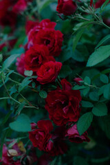 red roses with green leaves