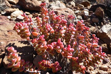 Pink Colored Drought-stressed Crassula Plant in Nature