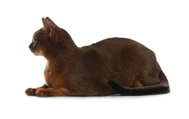 Beautiful Abyssinian cat on white background. Lovely pet