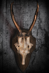 trophy of a young deer