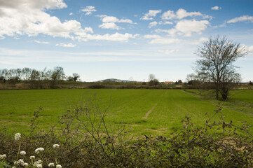 Isolated tree landscape