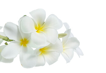 frangipani flower isolated on white on white background