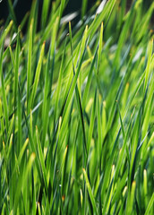 Green grass on the field