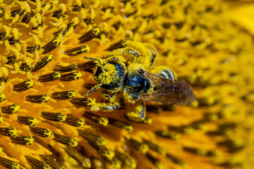 Ape su girasole