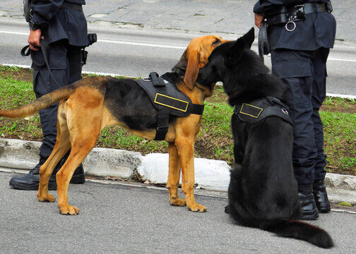 Policemen and their dogs on street	
