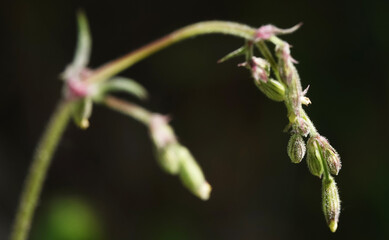 Green grass with seeds