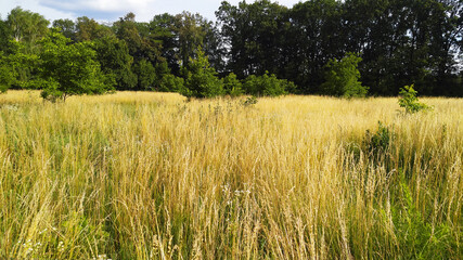 Field with wildflowers