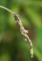 Green grass with seeds