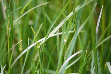 Green grass