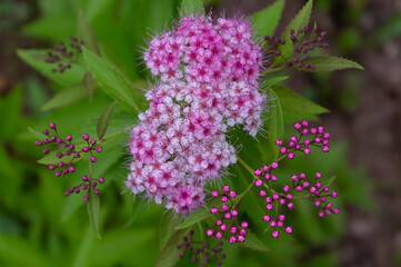 Obraz premium small pink buds of a white-pink flower