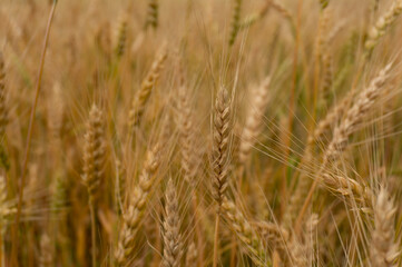 fuzzy beige natural background ears of wheat