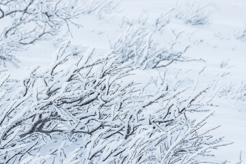 Plants in the tundra in the Arctic are covered with hoar frost. Snow and rime ice on the branches of bushes. Beautiful winter background with twigs covered with hoarfrost. Cold snowy weather. Frosting