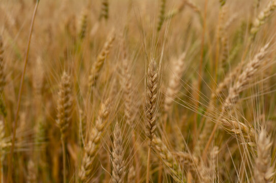 fuzzy beige natural background ears of wheat © Ольга