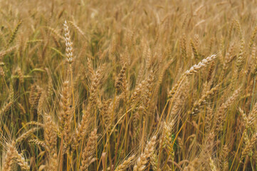 background of fluffy ears on the field